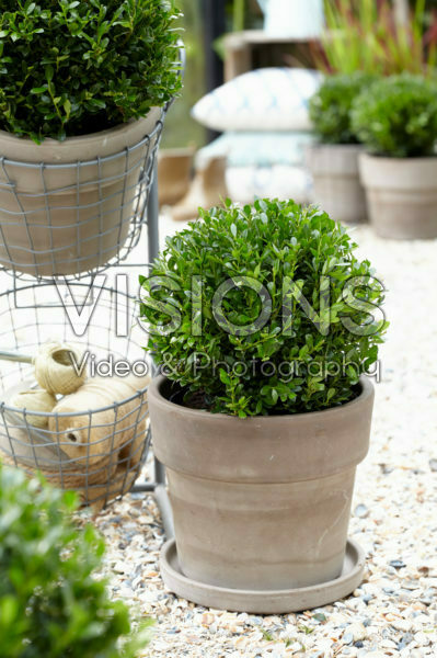 Ilex crenata LUXUS® Globe Ilex crenata LUXUS® Globe