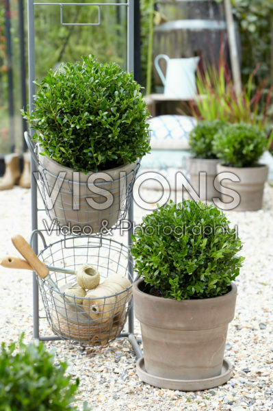 Ilex crenata LUXUS® Globe Ilex crenata LUXUS® Globe