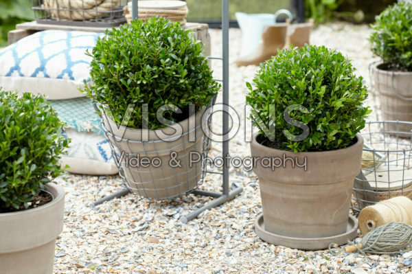 Ilex crenata LUXUS® Globe Ilex crenata LUXUS® Globe