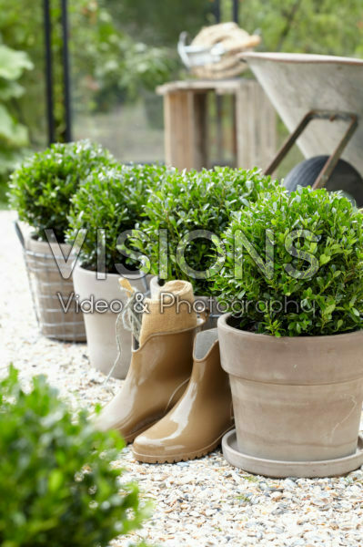 Ilex crenata LUXUS® Globe Ilex crenata LUXUS® Globe