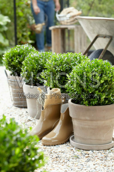 Ilex crenata LUXUS® Globe Ilex crenata LUXUS® Globe