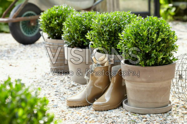Ilex crenata LUXUS® Globe Ilex crenata LUXUS® Globe