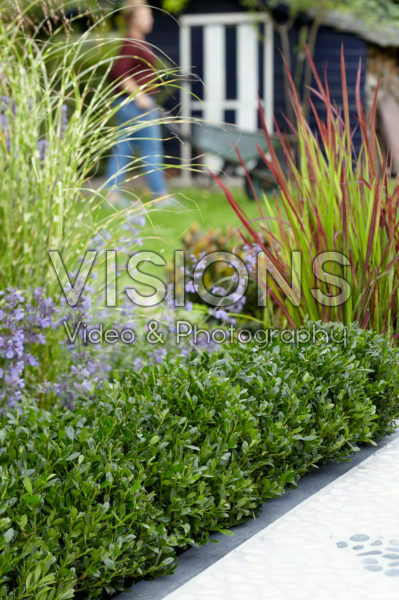 Ilex crenata LUXUS® Hedge Ilex crenata LUXUS® Hedge
