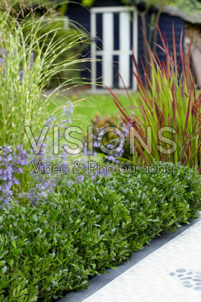 Ilex crenata LUXUS® Hedge Ilex crenata LUXUS® Hedge