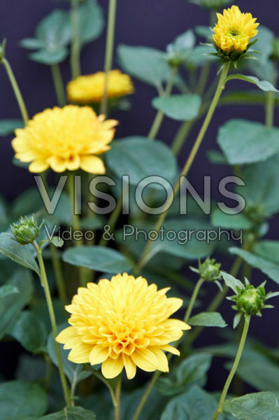 Helianthus Sunshine Daydream Helianthus Sunshine Daydream