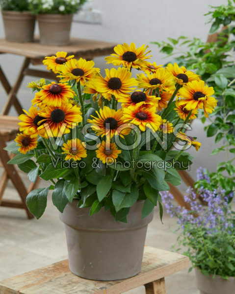 Rudbeckia Brilliant SmileyZ™ Rudbeckia Brilliant SmileyZ™