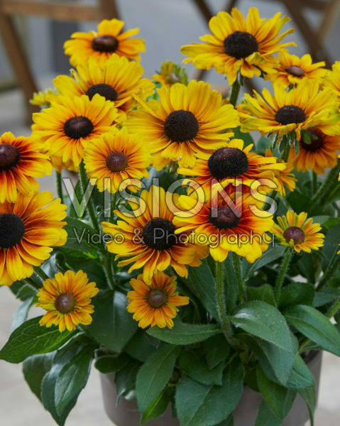 Rudbeckia Brilliant SmileyZ™ Rudbeckia Brilliant SmileyZ™