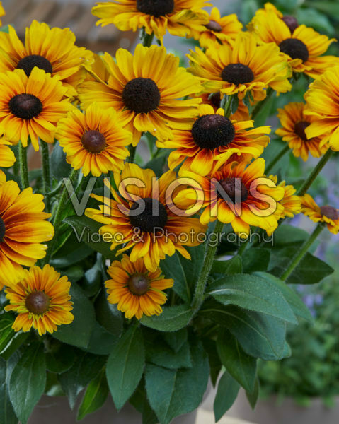 Rudbeckia Brilliant SmileyZ™ Rudbeckia Brilliant SmileyZ™