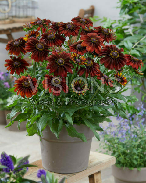 Rudbeckia Chocolate SmileyZ™ Rudbeckia Chocolate SmileyZ™