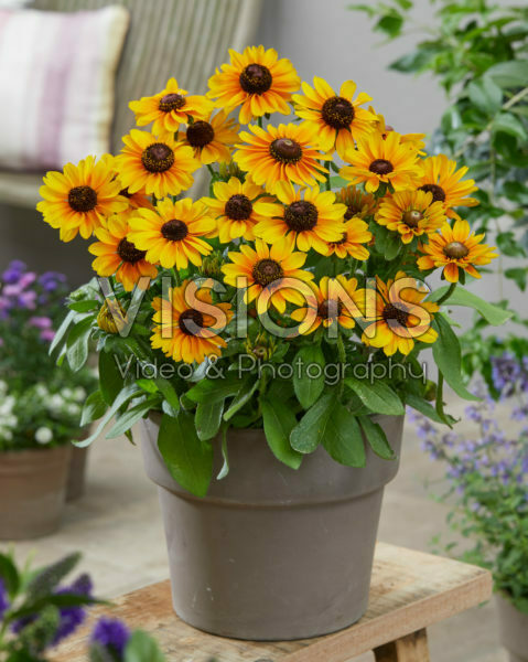 Rudbeckia Mandarin SmileyZ™ Rudbeckia Mandarin SmileyZ™