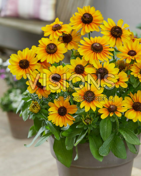 Rudbeckia Mandarin SmileyZ™ Rudbeckia Mandarin SmileyZ™