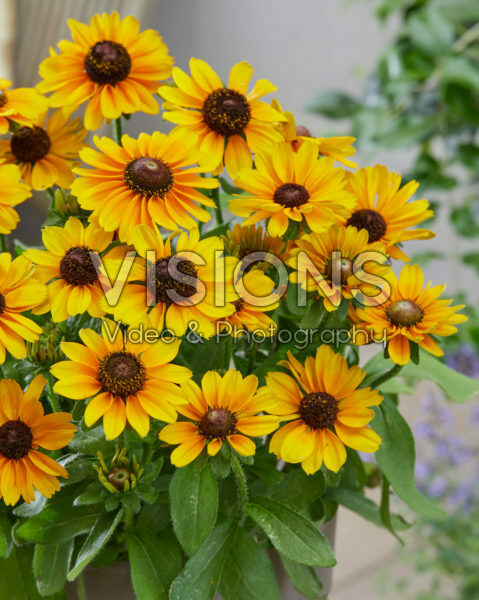 Rudbeckia Mandarin SmileyZ™ Rudbeckia Mandarin SmileyZ™