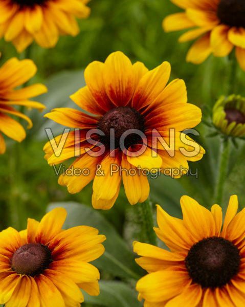 Rudbeckia Brilliant SmileyZ™ Rudbeckia Brilliant SmileyZ™