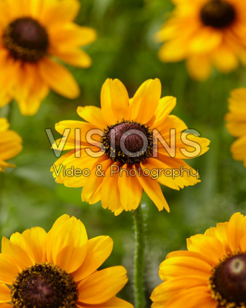 Rudbeckia Mandarin SmileyZ™ Rudbeckia Mandarin SmileyZ™