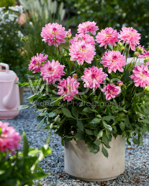Dahlia Garden Sensation Dahlia Garden Sensation