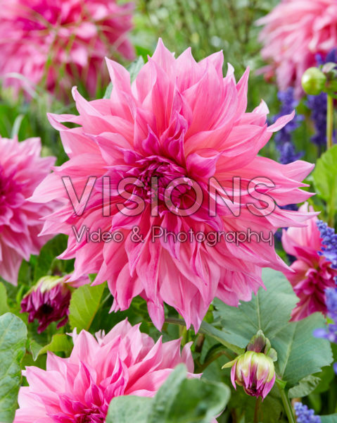 Dahlia Cafe au Lait Rosé Dahlia Cafe au Lait Rosé