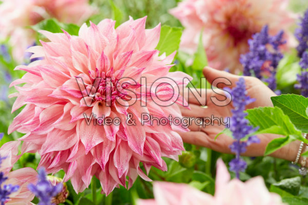 Dahlia Cafe au Lait Royal Dahlia Cafe au Lait Royal