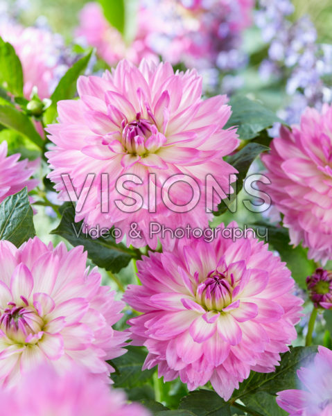 Dahlia Bitsy Dahlia Bitsy