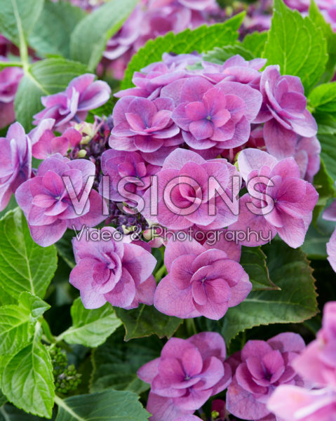 Hydrangea macrophylla Flame Hydrangea macrophylla Flame