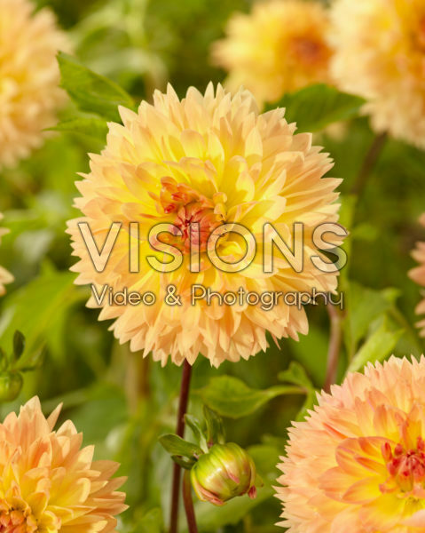 Dahlia Orange Sakura Dahlia Orange Sakura