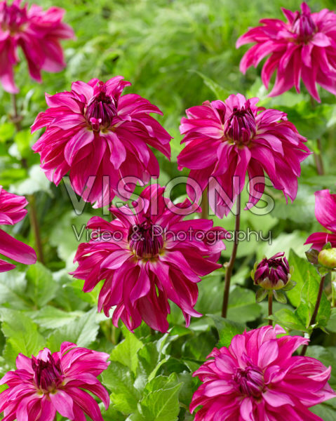 Dahlia Drama Queen Dahlia Drama Queen