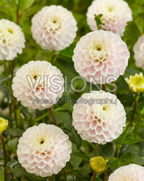 Dahlia Wizard of Lightning Dahlia Wizard of Lightning