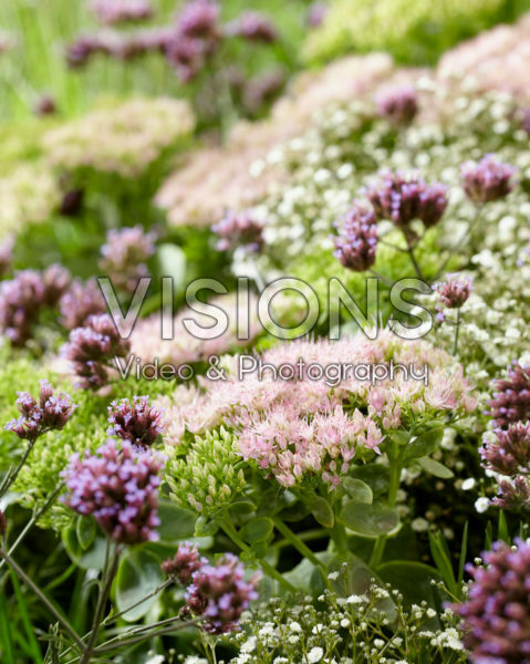 Gemengde vaste planten