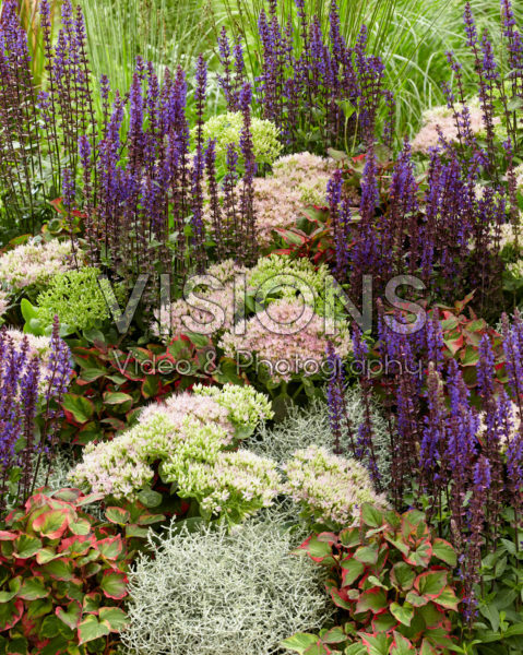 Gemengde vaste planten