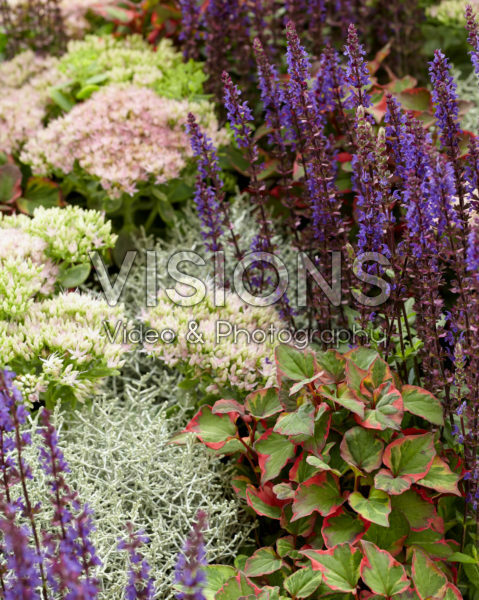 Mixed perennials