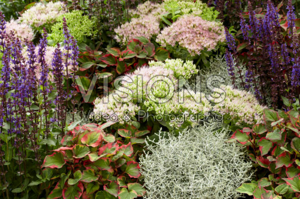 Mixed perennials