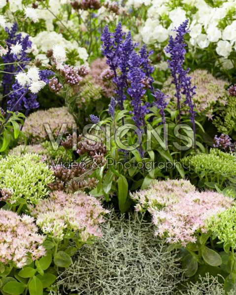 Gemengde vaste planten