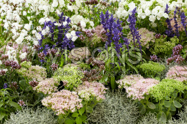 Gemengde vaste planten Gemengde vaste planten