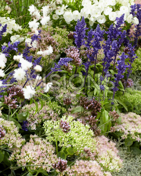 Mixed perennials