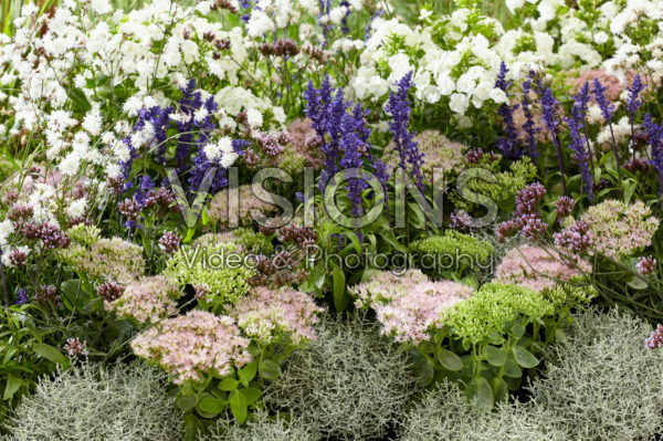 Mixed perennials Mixed perennials