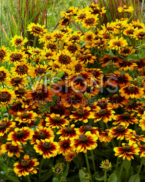 Rudbeckia SmileyZ™ mix Rudbeckia SmileyZ™ mix