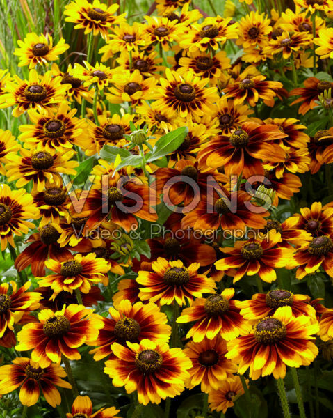 Rudbeckia SmileyZ™ mix Rudbeckia SmileyZ™ mix