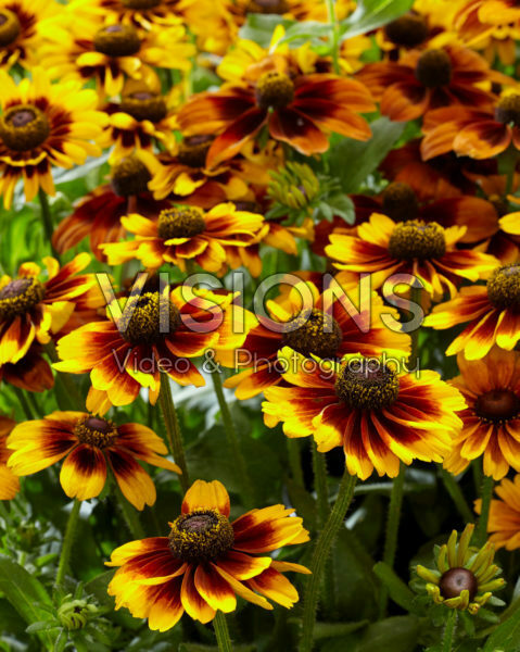 Rudbeckia hirta Kissing SmileyZ™ Rudbeckia hirta Kissing SmileyZ™