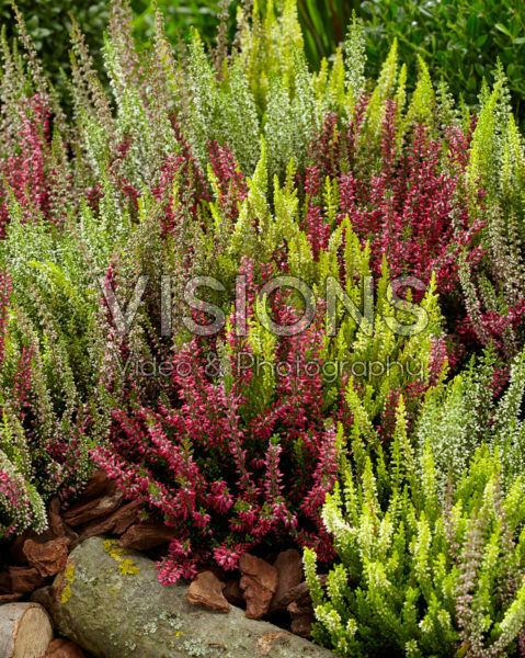 Calluna vulgaris Beauty Ladies mix Calluna vulgaris Beauty Ladies mix
