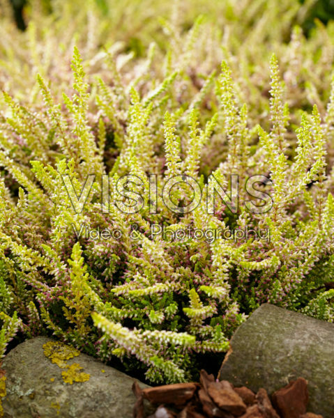Calluna vulgaris Schoonheid Dames Anouk Calluna vulgaris Schoonheid Dames Anouk