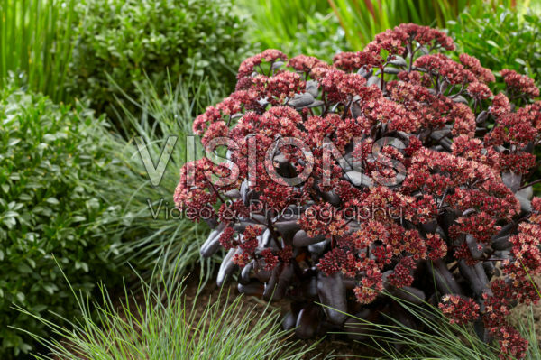 Sedum Touchdown Teak Sedum Touchdown Teak