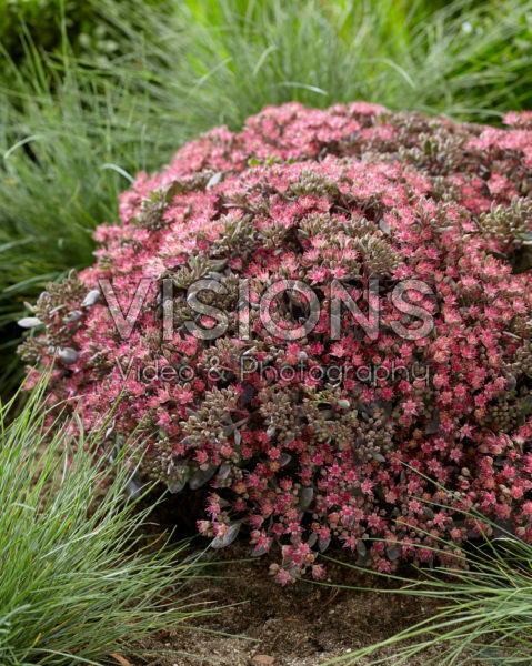 Sedum SunSparkler® Dazzleberry Sedum SunSparkler® Dazzleberry