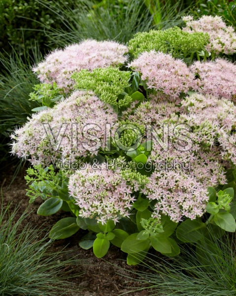 Sedum spectabile Brillant Sedum spectabile Brillant