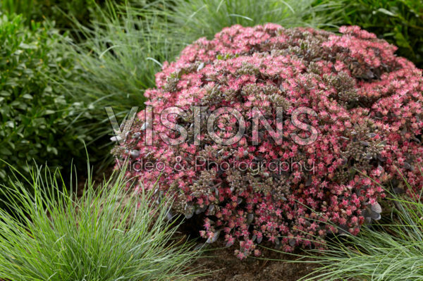Sedum SunSparkler® Dazzleberry Sedum SunSparkler® Dazzleberry