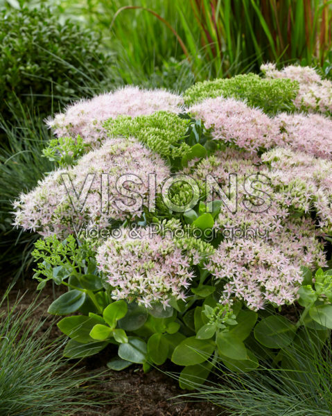 Sedum spectabile Brillant