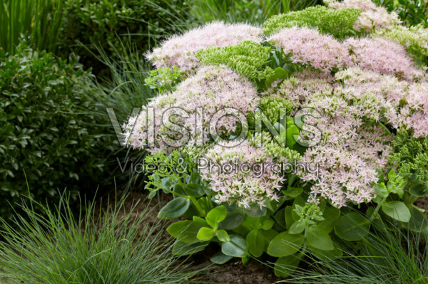 Sedum spectabile Brillant Sedum spectabile Brillant