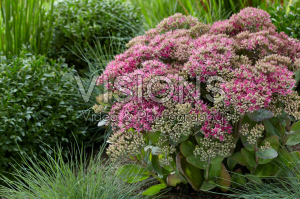 Sedum Class Act Sedum Class Act