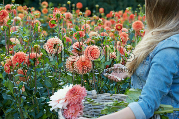 Picking dahlias