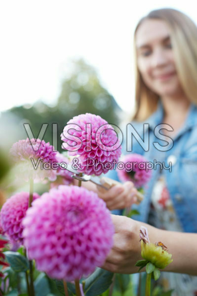 Dahlia's plukken Dahlia's plukken