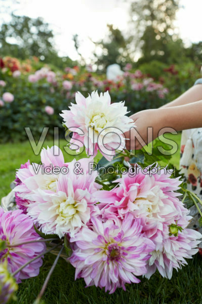 Gepluke dahlia's Gepluke dahlia's