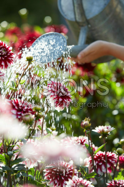 Watering dahlias